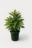 Gold Dust Aucuba Japonica Plant, 1 Trade Gallon/3 Quart, Yellow-Speckled Evergreen Shrub