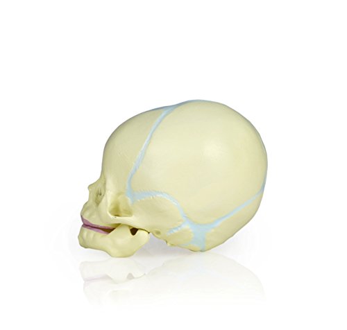 Image of Walter Products B10222 Fetal Human Skull Model, 30th Week of Pregnancy