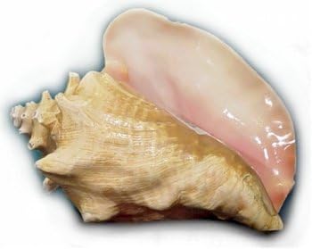 Charleston Seafood Frozen Conch Meat, 80-Ounce Box