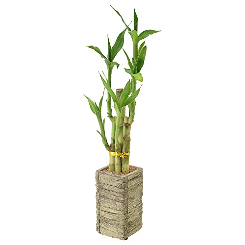 Arcadia LV24 5-Stem Lucky Bamboo, Live Indoor Plant In Aged Wood Planter thumb #1