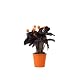 Luftreinigende Pflanzen: Calathea Crocata im Topf 14 cm