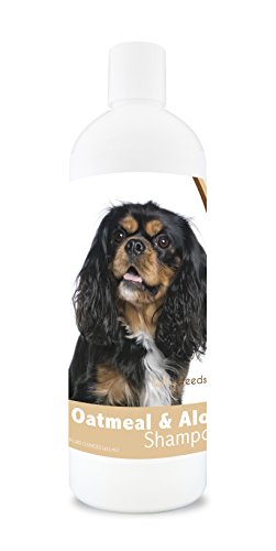 Healthy Breeds Cavalier King Charles Spaniel...