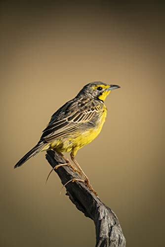 Posterazzi DPI12554332 Yellow-Throated longclaw (Macronyx croceus) in Profile on Dead Branch, Serengeti National Park Tanzania Photo Print, 12 x 19, Multi
