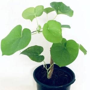 Skycom Giloy Leaf Plant ( Hybrid Pack of 1) (B0969VR2FX) Amazon Price History, Amazon Price Tracker