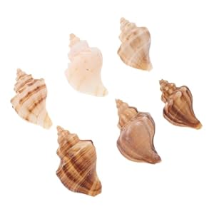 JOINPAYA 6st Natürliche Muschelhörner für Einsiedlerkrebs