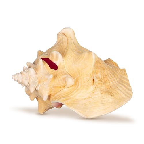 Nautical Crush Trading Conch Shell Decor - Seashell Decor - Imperfect (8-10in) Large Sea Shell - Shells for Decoration - Large Seashells for Craft - Magic Conch Shell Room Decor