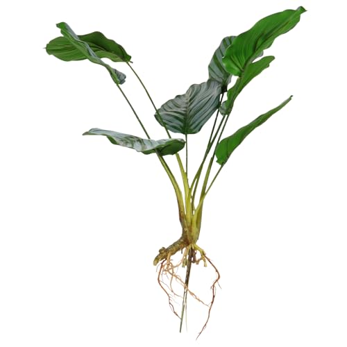 ROMISBABA ?真苹果叶観葉植物 鉢植え盆栽 デスク装飾用 環境に優しいプラスチック製 母の日プレゼントやオフィス 窓辺のインテリアに