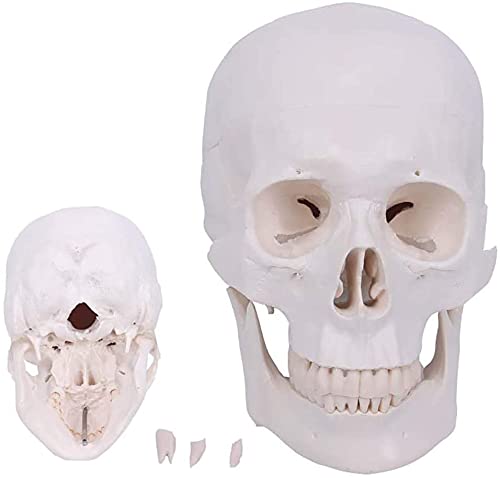 BBYYT Human Skull Model Anatomy Scientific Medical Anatomical Model,Removable Medical Teaching Model