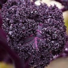 Organic kale seeds || seeds for kale organic || 45 seeds (B0D1YHN3XQ) Amazon Price History, Amazon Price Tracker
