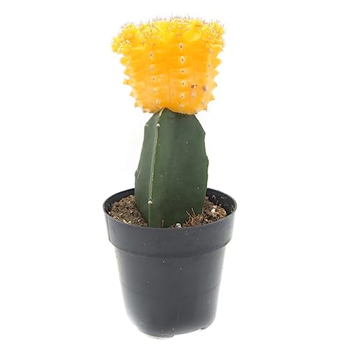 Cactus Injertado Oriental Natural: Descubre la Elegancia Exótica de Estas Maravillas Botánicas