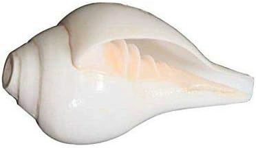 Natural White Puja Blowing Shankh Conch Shell Hindu Religion Pooja Use (7 Inches)