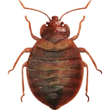Adybac 1001 | Insecticida, ovicida y larvicida | Cucarachas | Moscas | Chinches | Garrapatas | Pulgas | Piojos | Mosquitos | 6 unidades |
