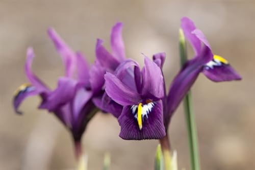 Iris reticulata 'J.S.Dijt' 9x9 cm Topf – Winterhart, Mehrjährig, Pflegeleicht – Netzblatt-Iris – Zwiebelpflanze für Beet & Steingarten