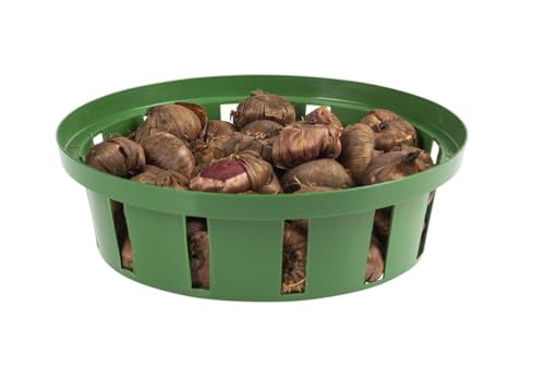 Form Plastic 10x Robuste Blumenzwiebel Pflanzschale Ø18 10er Set Zwibelpflancenschalen – Ansicht 4