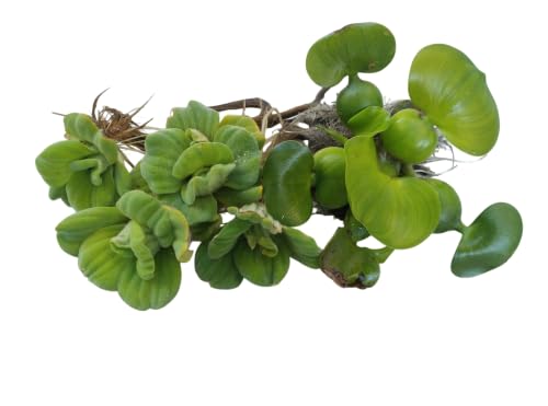 Bundle of 4 Water Lettuce + 1 Water Hyacinth Floating Aquatic Plants for Ponds and Water Gardens