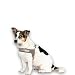 Max & Molly Q-Fit Hundegeschirr Kleine Hunde mit Gotcha! Smart ID Sicherheitsanhänger, Matrix 2.0 Sand/XS, Geschirr Hund Gepolstert & Reflektierend - Komfort für deinen treuen Begleiter