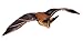 Safari Ltd Incredible Creatures Townsend's Big-Eared Bat