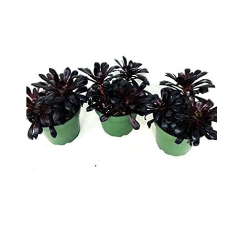 JM BAMBOO Black Rose Aeonium Plants 3 Pack 3in pots-Live Succulent Cover