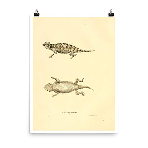 Gravure zoologie 1836 lézard à cornes impression d'art - 2