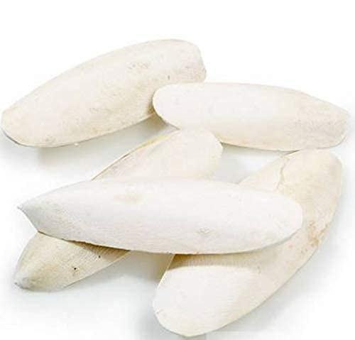 COLOURFUL AQUARIUM - High Calcium Cuttlefish Bone for All Birds, 100g (B081D62251) Amazon Price History, Amazon Price Tracker