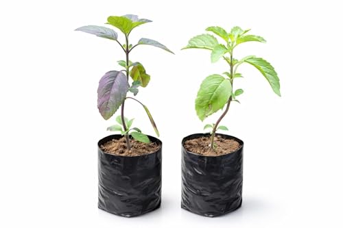 Image of Tulsi Ayurvedic Live Plant, Rama and Shyama Tulsi, Small Size pack Of 2 Combo, Garden And Pooja Plant, Varieties with Planting Pots, Small Size pack Of 2 Combo