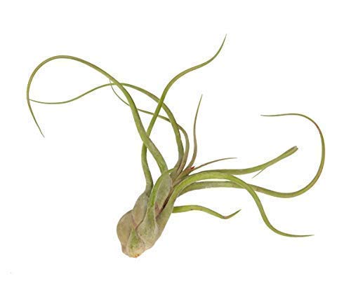 Tillandsia Caput Meduse Air Plant Indoor House Plant Flower for Gift Present Special Wedding