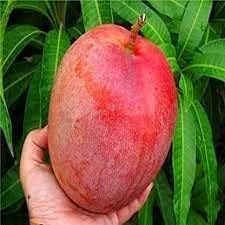 Original Miyazaki Mango Plant | Miyazaki Grafted Plant | Verity of Japanese | Plant Height 3-4 Feet | Combo Pack of 2 |