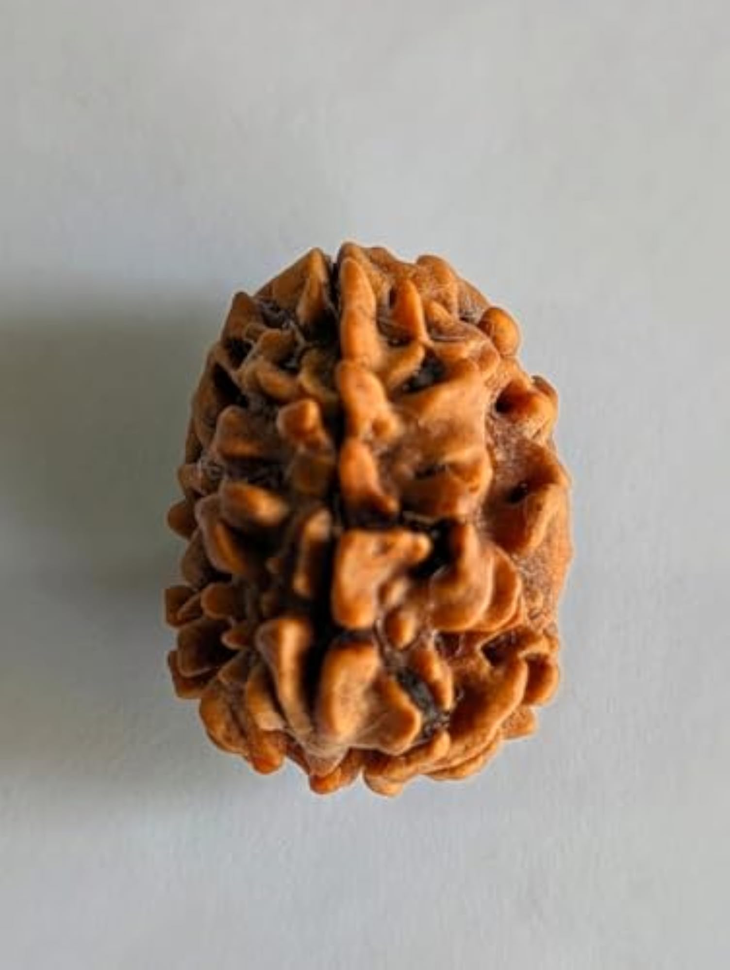 3 Mukhi Rudraksha Original Natural Bead for Spiritual Growth