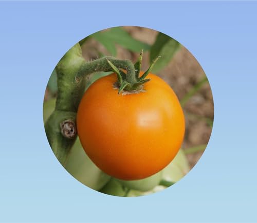 60 graines Graines de Tomate Ancienne 'Orange Queen' - Gros Fruit Rond Orange, Saveur Douce et Peu Acide, Chair de Bœuf