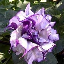 See full amazon price history chart for TENDER LEAVES Original Black Datura Flower Seed, Purple Angels Trumpet Moonflower Seed - Pack of 50 Healthy Seeds TENDER LEAVES Original Black Datura Flower Seed, Purple Angels Trumpet Moonflower Seed - Pack of 50 Healthy Seeds (B0CTKKDXYT) Amazon Price History, Amazon Price Tracker