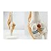 Knee Joint Simulation Model Medical Anatomy Human 1:1 Life Size