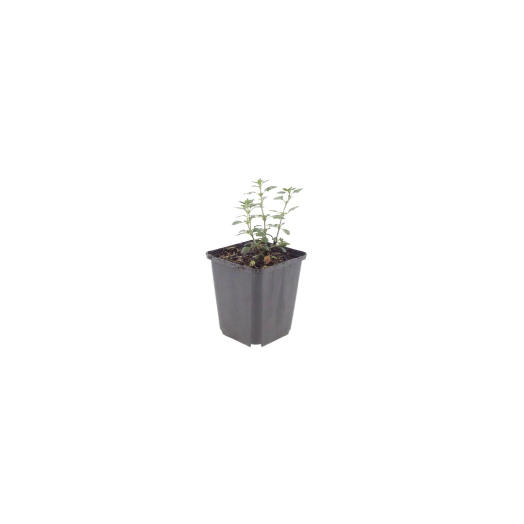 Teucrium Lucidrys con Foglie Lucide, per Siepi Basse, Verde, Set da 6