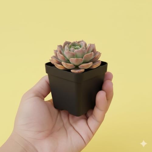 Image of Live Laxmi Kamal Succulent Plant with Pot | Original Lakshmi Kamal Good Luck Vastu Plant | Indoor Outdoor Decorative Succulent for Home Office Living Room Desk Balcony Decor | Pack of 1