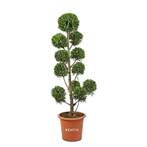 KENTIS – Cupressocyparis Leylandii ‘Castlewellan Gold’ – Pompom Cipres – Echte Buitenplanten – Balkon Planten – Hoogte 140/160 cm Pot Ø 30 cm