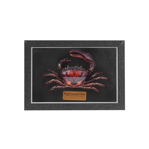 Liyoakyo Real Crab Taxidermy – Framed Preserved Specimen for Coastal Wall Decor, Beach Home Art, or Educational Display (Purple Samurai Crab, 6.6 × 4.6 × 1.8 in)