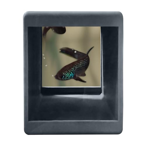 Image of BWAquatics Betta Fish Cave Hideout - Breeding Crib & Bubble Nest Tunnel for Wild Bettas - Aquarium Decor, Enrichment Toy & Fish Tank Accessories