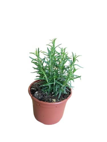 Romero Aromático Natural Planta de Fácil Cuidado para el Jardín y la Terraza