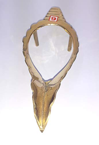 U.S. Shell 08011 Large Seashells World Mix - 5 lbs