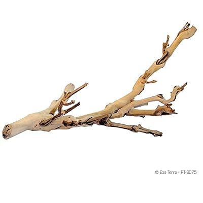 Exo Terra Forest Branch Small Natural Wood Terrarium Decoration for Reptiles, Amphibians & Small Pets