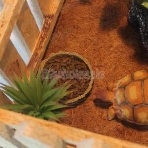 GlobalNiche? Wood Picket Fence for Reptile Tortoise Turtle Amphibious Tank Small Animals