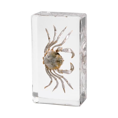 Image of Taxidermy Crabs Conch, Oceans Animals - Sea Creatures Specimen in Resin for Closer-Look & Study, Science Educational Classroom Specimens, Novelty for Home Office Decor, Amazing Gift (2.9x1.6x0.9-inch)