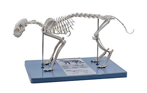 EISCO Adult Cat Skeletal System Anatomical Model 8.25 Tall - Life Size Domestic Shorthair Medical Quality Mounted to Base- Eisco Labs