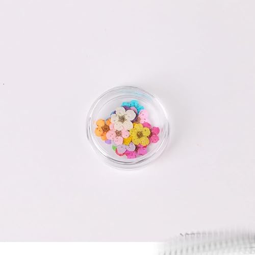 100 piezas de flores secas narcisos prensadas para joyería DIY miniatura 1