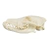 Skulls Unlimited Real Coyote Skull Model Animals Specimen for Science Education A Quality