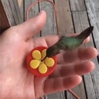 Algopix Similar Product 7 - Aroma Trees Handheld Hummingbird