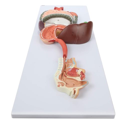Maquette anatomique du système digestif AMITD éducative de taille réelle - 3