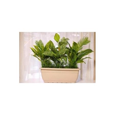 Amazon 人工観葉植物 触媒加工 フェイクグリーンプランター 防水 屋外対応 Wgps 10 人工観葉植物 オンライン通販
