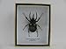 Produktbild asiahouse24 XXL - Three-Horned Rhinoceros Beetle (Atlas Beetle) Chalcosoma Atlas - echtes riesiges und exotisches Insekt im 3D Schaukasten, Bilderrahmen aus Holz - gerahmt - Taxidermy