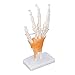 Raguso Hand Joint Model, High Strength Life Size Hand Model PVC Teaching Tool for Learning