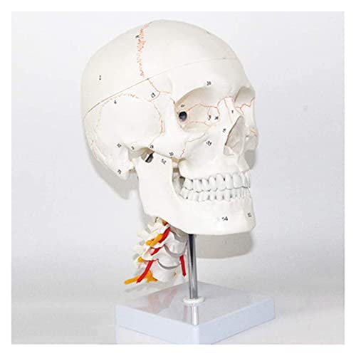 ERNZI Anatomische Modelle, Modelle, Schädelhirnmodelle, Knochen, Flexible Und Abnehmbare Werkzeuge, Lernbedürfnisse Von Lehrassistenten